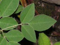 ハギ〔萩〕の花（写真）